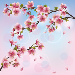 Light background with sakura blossom - Japanese cherry tree