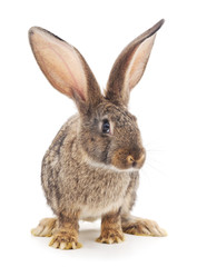 Brown rabbit.