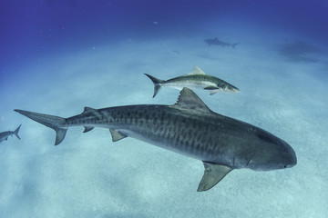 Naklejka premium Shark in Bahamas