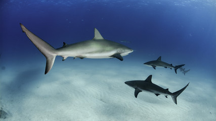 Shark in Bahamas © puntel