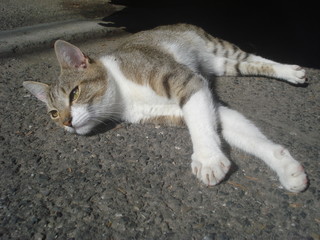 Cat lying on street