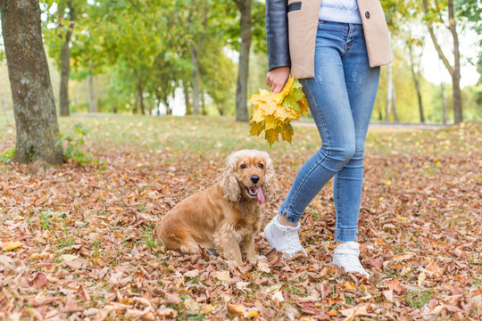 pretty girl in jeans and coat with bright colored leaves walking in autumn park with a small red dog