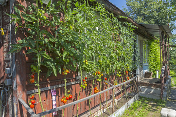 Ripe tomatoes against the wall of a country house.