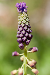 Macrophotographie d'une fleur sauvage: Muscari a toupet (Muscari comosum)