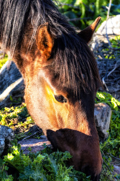 Primer Plano Caballo