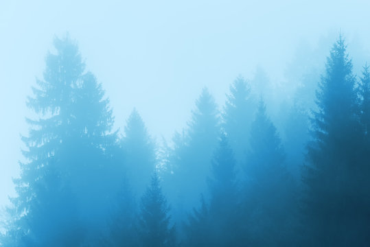 Fototapeta Pine tree forest in fog
