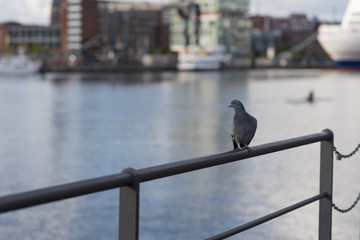 Taube auf dem Gelände am Ufer