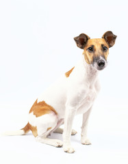 portrait of a fox terrier smooth haired, white background