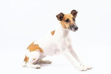 purebred fox terrier dog, white background
