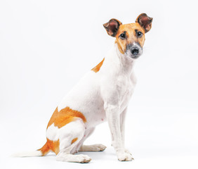 smooth haired fox terrier on a white background