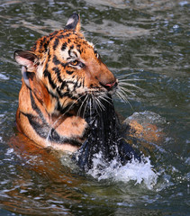Big tiger swims in the lake on a hot day, Thailand