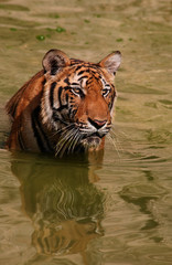 Big tiger swims in the lake on a hot day, Thailand