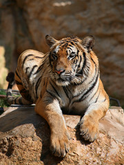 Portrait of the big tiger, Thailand