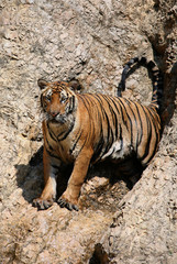 Portrait of the big tiger, Thailand