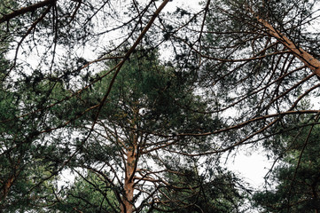 Obraz premium Pine forest a cloudy day. Low angle view of branches