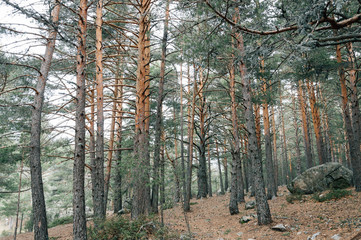 Obraz premium Pine Forest in the mountain a misty day of autumn