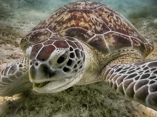 Keuken foto achterwand Schildpad Groene zeeschildpad