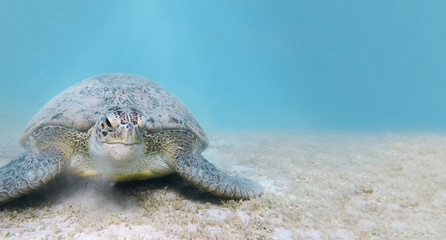 Green sea turtle
