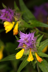 Macrophotographie d'une fleur sauvage: Melampyre du Velebit (Melampyrum velebiticum)