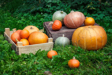Fototapeta na wymiar Pumpkins lying in a grass in the garden, autumn harvest