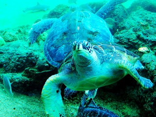 Tropical Underwater Scene with Turtles