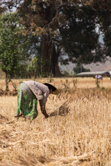 Historischer Ackerbau mit Weizen
