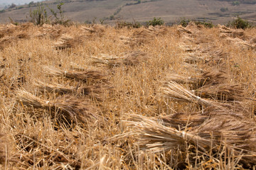 Fototapeta premium Weizenernte
