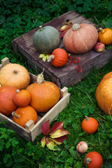 Fototapeta na wymiar Colorful autumn decoration of pumpkins and squashes varieties