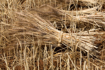 Biologisches Getreide