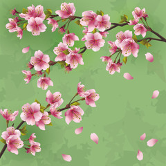 Fototapeta na wymiar Vintage background with Japanese cherry tree sakura