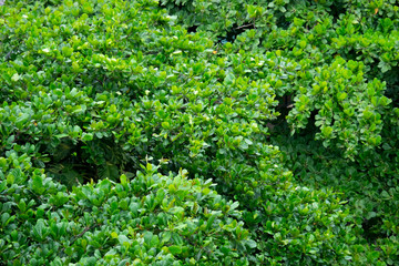 Top of Trees in Rio de Janeiro, Brasil