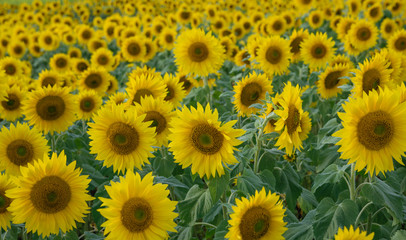 Fototapeta na wymiar Blooming sunflower in the blue sky background 