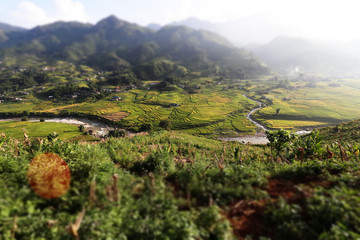 Landscape of rice fields background