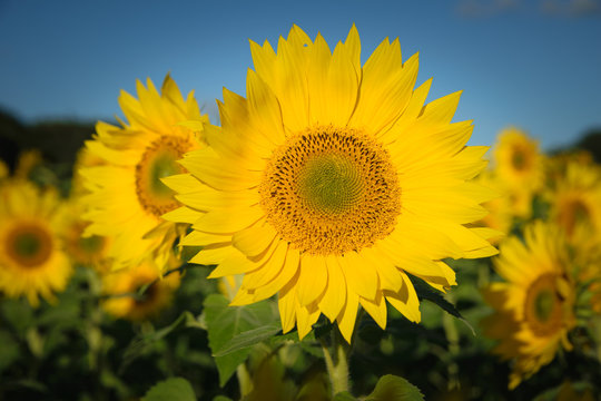 Blooming sunflower in the blue sky background 