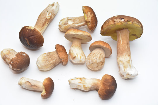 White mushroom (Boletus edulis).