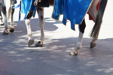 Fototapeta na wymiar rievocazione della disfida di Barletta, araldo a cavallo per il centro storico 