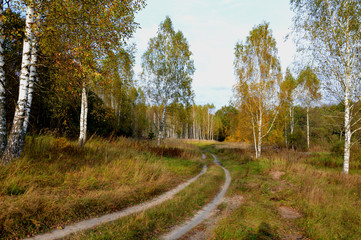 Fototapeta premium Брянская осень.Октябрь