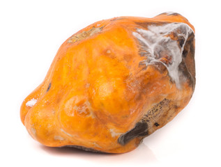 one spoiled pattypan with mold isolated on white background