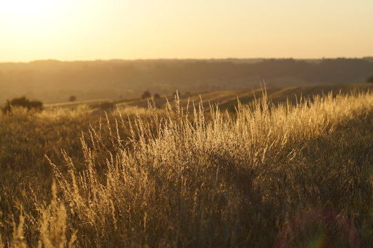 Fototapeta Zachód słońca na polach, złociste trawy na miedzy i łany zbóż