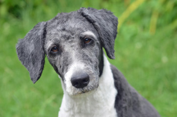 Aussiedoodle H&uuml;ndin