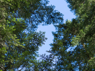 Bottom view of the sky through the branches of the pines

