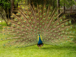 Obraz premium Male peacock with flowing tail