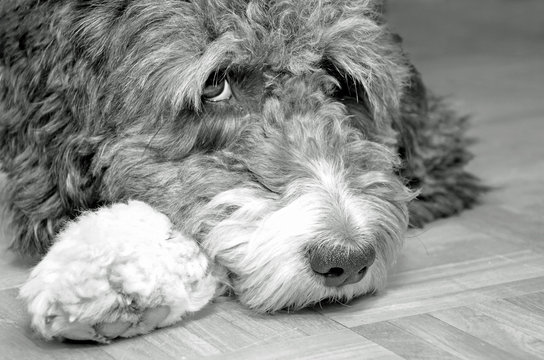 S&uuml;&szlig;er Aussiedoodle