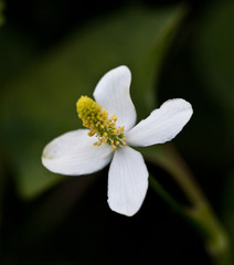 Macrophotographie d'une fleur sauvage