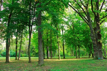 Gordijnen Beautiful park with many green trees © alexmak