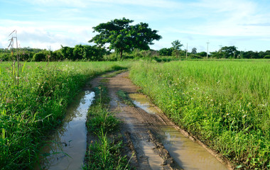 rural road through green fields and cloudy sky, Thailand.