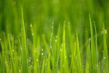 Fototapeta premium close up of morning dew on rice field