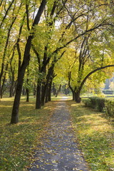 Fototapeta na wymiar Yellow foliage in the autumn park