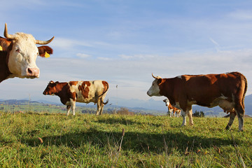 Simmentaler Rinder auf der Weide