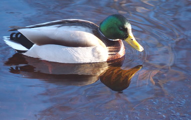 Mallard